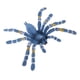 thumbnail image 3 of figura realista modelo animal figurita juguete decoración del hogar ara?a azul brasile?o, 3 of 3
