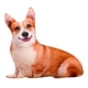 thumbnail image 1 of Cojín De Perro Cojín Divertido Animal Muñecas Lindo Para Regalo De Navidad, 1 of 3