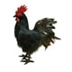thumbnail image 5 of Modelo de simulación de gallo, figura de gallo de simulación, accesorio fotográfico, estatua de jardín de decoración al aire libre realista para jardí Negro, 5 of 5