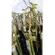 thumbnail image 5 of Cinta de injerto Liaogo, película de injerto para plantas, 3 cm x 150 m, 2 unidades, 5 of 9
