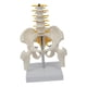 thumbnail image 3 of Pelvis Humana Con Huesos De Pelvis Y Piernas, 5 Piezas Ensambladas, Columna Lumbar Mediana, 3 of 5