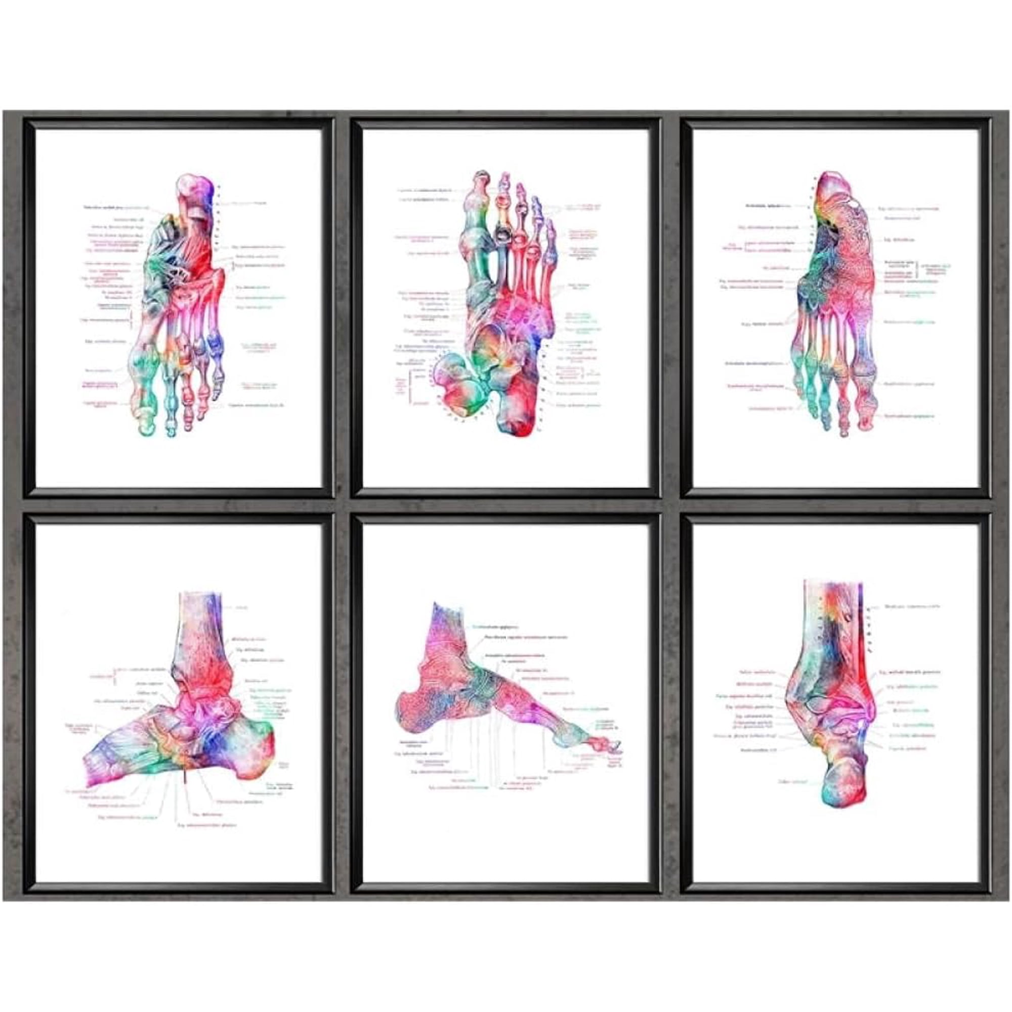 Cuadro de anatomía de los huesos del pie, lienzo para pared, póster ...