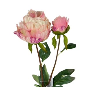 Corel - Peonia Cerrada Rosada 57Cm