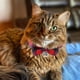 thumbnail image 3 of Collar de gato a cuadros con cascabel ajustable, pajarita, lazo de liberación rápida, suave, negro y rojo, para gatitos pequeños, 2 unidades, 3 of 7