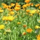 thumbnail image 4 of Pétalos de flores de caléndula secas 100 g naturales para manualidades, 4 of 6
