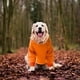 thumbnail image 5 of Material suave y cálido: Esta sudadera con capucha para perro está hecha de mezcla de algodón y forro polar, suave y cómoda. Mantén a tu mascota abrigada durante el frío invierno y otoño. ¡A la moda!, 5 of 5