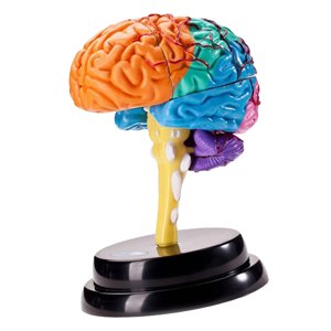 Bothyi - Modelo De Cerebro Humano, Herramienta De Anatomía, Modelo De Funciones Cerebrales Para Enseñar En El Aula
