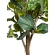 thumbnail image 2 of Planta Decorativa Arbol De Fiddle Tronco Grueso 180Cm, 2 of 3