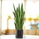 thumbnail image 2 of Planta Artificial Lengua De Suegra Planta Sansevieria Flores, 2 of 7