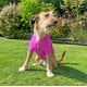 thumbnail image 3 of Chaleco para perro color rosado, 3 of 6