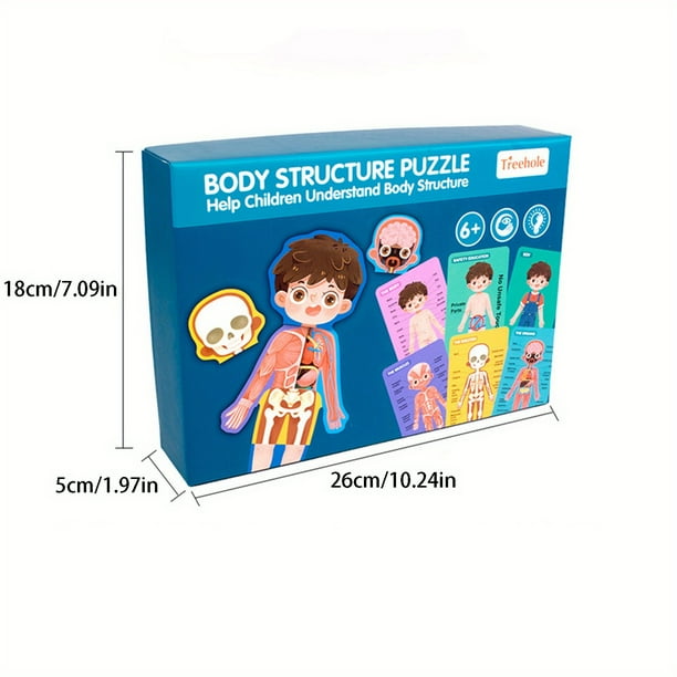 Children's Body Structure Puzzle Toys, Boys And Girls' Body Organ Recognition Cards, Kindergarten Early Education Popular Science Games For Children Aged 6 And Above