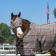 thumbnail image 5 of Máscara antimoscas para caballo Kensington Protective Products Deluxe negra, 5 of 8