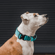 thumbnail image 4 of Collar Combat 4 cm para Perros  Street Dogs Turquoise L, 4 of 4