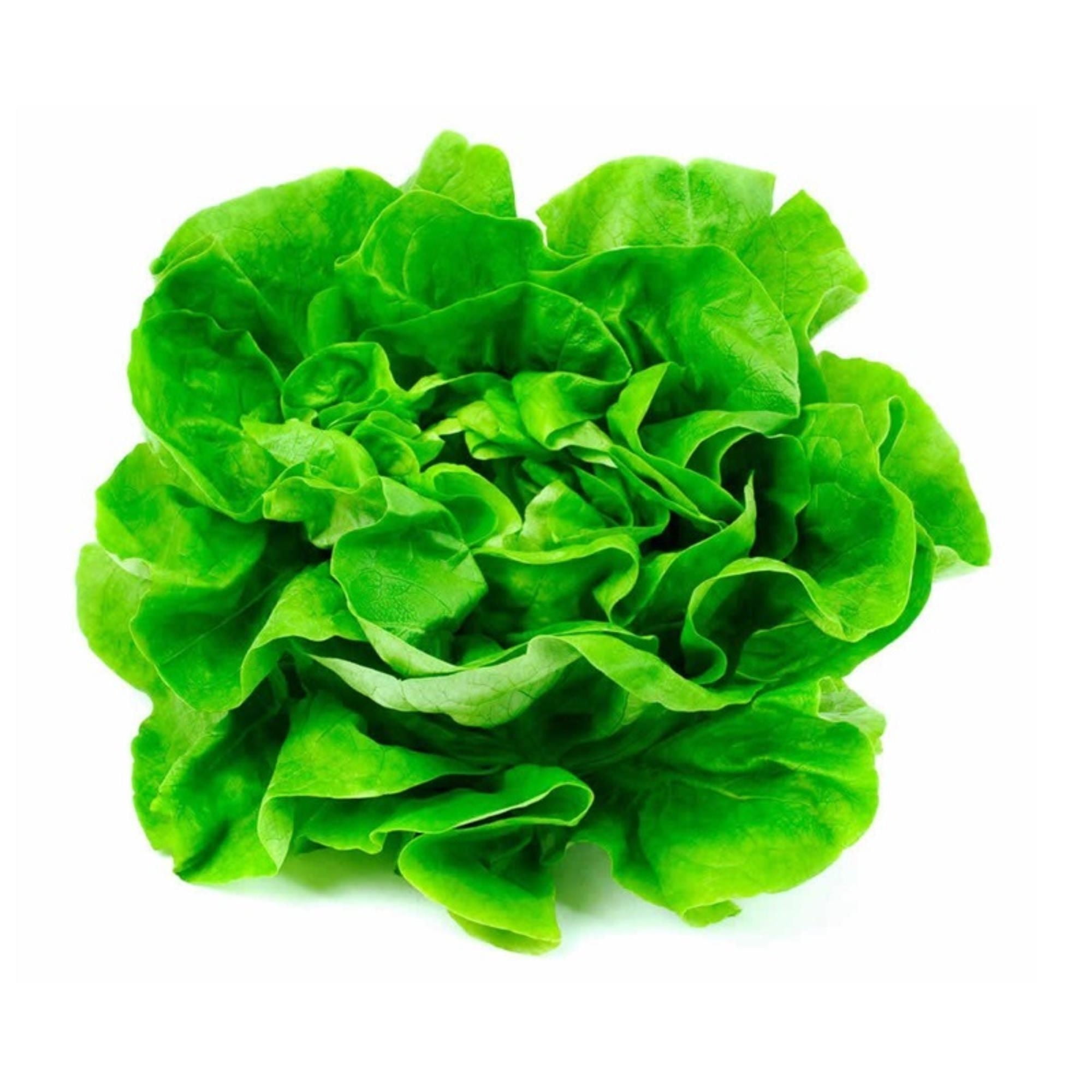 Lechuga Española Bolsa 1 Un