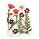 thumbnail image 5 of Flores Secas Prensadas Hojas Reales Para Manualidades De Resina De Joyería DIY Rojo, 5 of 5