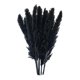 thumbnail image 2 of 15x Hierba De Pampas Seca Phragmites Reed Flower Bunch Home Wedding Decor Gift Negro, 2 of 5