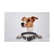 thumbnail image 2 of Collar P/ Perro Cuero Natural Ancho 16 Mm, Largo 36 Cm Negro, 2 of 2
