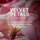 thumbnail image 2 of Bruma corporal Perfume Victoria's Secret Velvet Petals 250 ml, 2 of 5