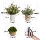 thumbnail image 3 of Pack de 4 plantas artificiales PENGYEE para decoración del hogar, 3 of 9