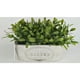 thumbnail image 1 of Macetero Con Planta, 1 of 1