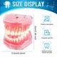 thumbnail image 2 of Modelo dental Ceonam de dientes extraíbles con encía de silicona, 2 of 8