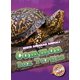 thumbnail image 1 of Libro BELLWETHER MEDIA: Tortugas de Caja Comunes (Nivel 3), 1 of 1