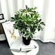 thumbnail image 2 of Planta Artificial Cheflera Verde, 2 of 6