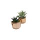 thumbnail image 3 of Macetero Planta 8cm, 3 of 3
