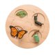 thumbnail image 2 of Bandeja De Madera Montessori Para Bicicleta, Decoración De Escritorio Para Juegos, Mariposa, 2 of 5