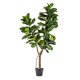 thumbnail image 1 of FICUS LYRATA 175 cm, 1 of 3