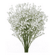 thumbnail image 1 of Flores ilusiones gypsophila artificiales blanco, 1 of 3