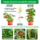 thumbnail image 4 of Tutor para tomates Moirsunt, 6 unidades, acero, 127 cm, soporte para plantas, 4 of 6