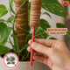 thumbnail image 5 of Kit Tutor De Musgo 20pcs Soporte Plantas Trepadoras 100cm, 5 of 9